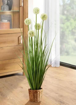 Outlet BADER Allium-Gesteck im Topf WEISS