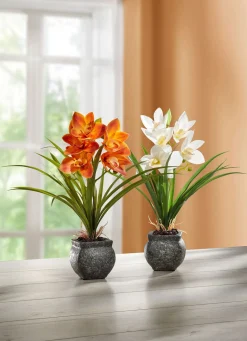Hot BADER Cymbidium-Orchidee im Zementtopf CREME