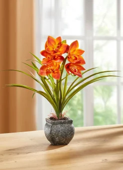 Hot BADER Cymbidium-Orchidee im Zementtopf ORANGE