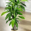 Outlet BADER Dracena-Palme