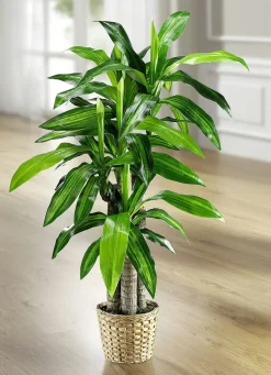 Outlet BADER Dracena-Palme