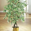 Clearance BADER Ficus im Topf