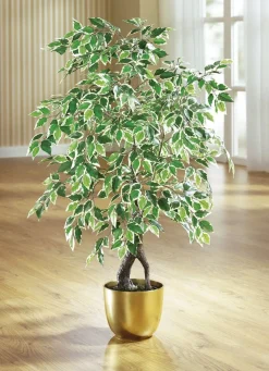 Clearance BADER Ficus im Topf