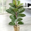 Sale BADER Gummibaum im Topf