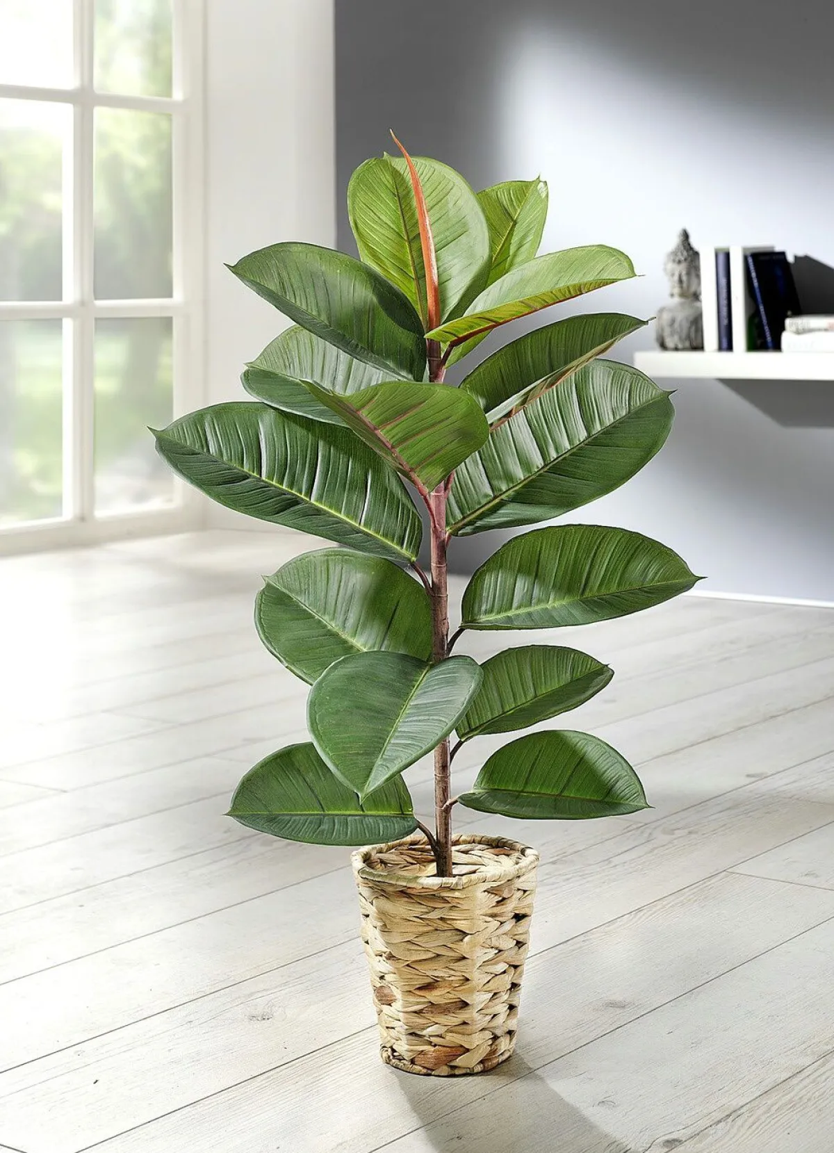 Sale BADER Gummibaum im Topf
