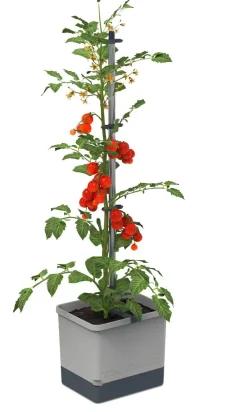 Best BADER Gusta Garden Tom Tomato mit Bewässerungssystem GRAU