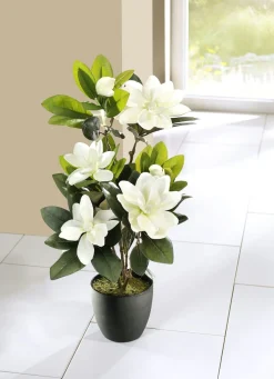Outlet BADER Magnolien im Topf GRÜN-WEISS