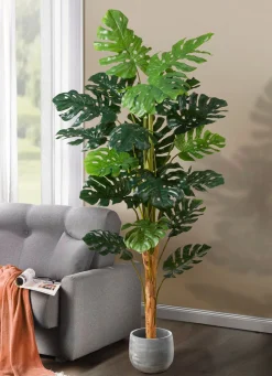 Sale BADER Monstera im Topf GRÜN
