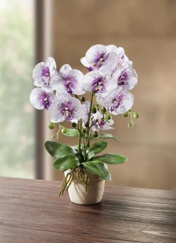 Discount BADER Orchidee im Topf WEISS-LILA
