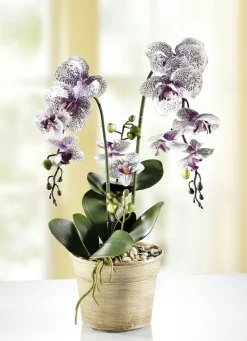 Outlet BADER Orchidee im Topf