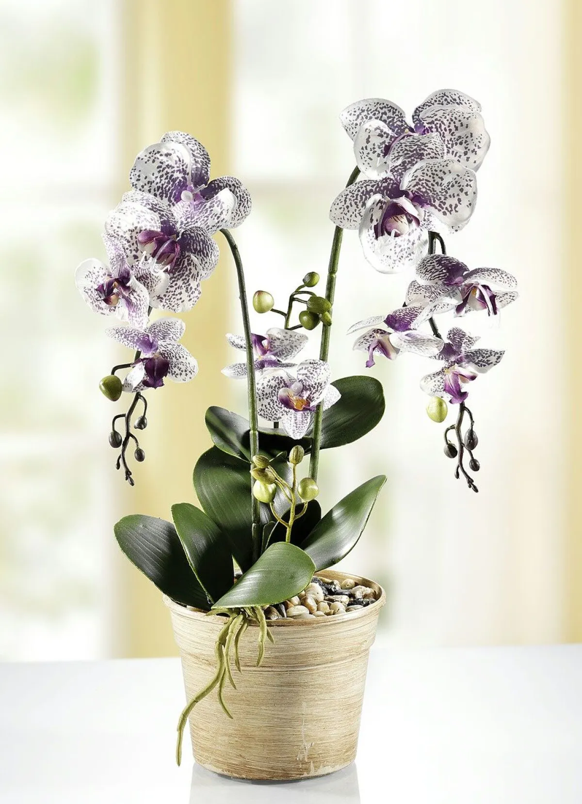 Outlet BADER Orchidee im Topf