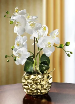 Online BADER Orchidee im Topf GOLD
