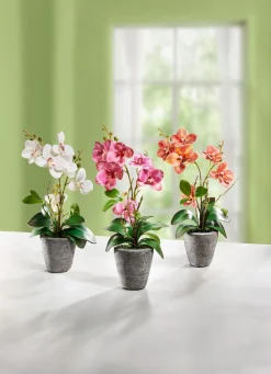 Sale BADER Orchidee im Zementtopf