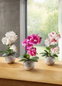 Discount BADER Orchidee Phalaenopsis in Keramikschale ROSA-WEISS