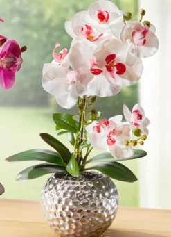 Discount BADER Orchidee Phalaenopsis in Keramikschale ROSA-WEISS