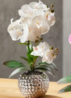 Hot BADER Orchidee Phalaenopsis in Keramikschale CREME