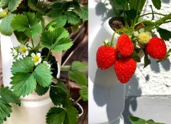 Sale BADER Pflanz-System Sissi Strawberry WEISS