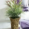 Best BADER Schilfgras in Vase