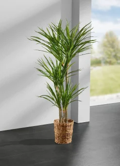 Online BADER Yucca-Palme im Topf GRÜN
