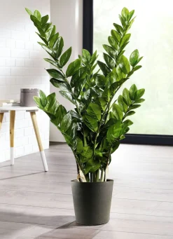 Sale BADER Zamifolia im Topf GRÜN