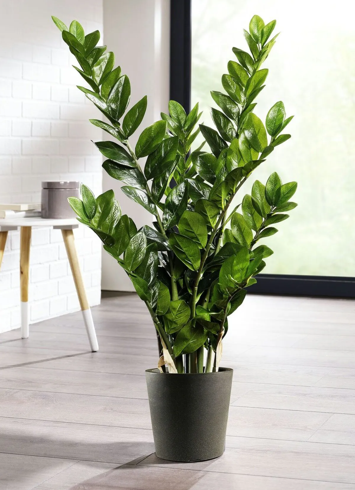 Sale BADER Zamifolia im Topf GRÜN