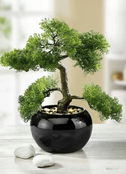 Sale BADER Zypressen-Bonsai im Topf GRÜN